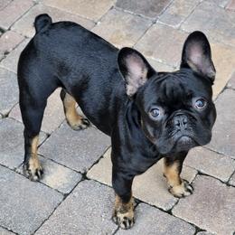 French Bulldogs from Cirio Frenchies