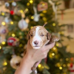 Miss Mauve - Apricot female Goldendoodle puppy in Athens, Georgia from Moore Goldendoodles