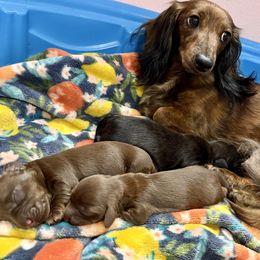 Dachshund puppies from Lovin’ Li’s Furry Sausages