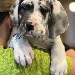Great Dane Puppies from Blue Mountain Great Danes LLC