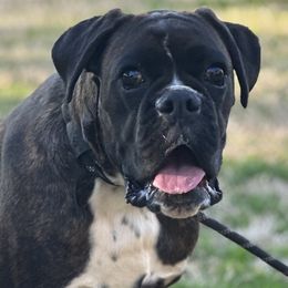LuLu - Boxer