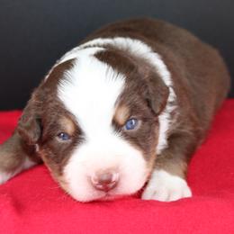 Dallas - Red tri-color male Australian Shepherd puppy in Plantersville, Texas from Jak Se Auss