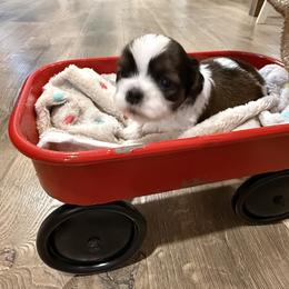 Tucker - Brown and white male Shichon puppy in Bradford, Ohio from Ted E. Bear Patch