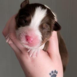Boy 5 - Red tri-color male Australian Shepherd puppy in Georgetown, Texas from River Reign Australian Shepherds