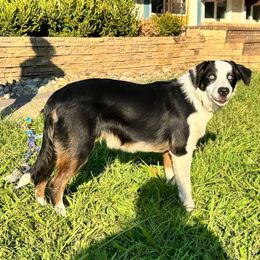 Hercules - male Sporty Mix puppy in Huntingtown, Maryland from Riverside Collies-n-Critters