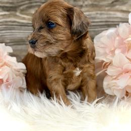 Bernedoodle and Whoodle Puppies from Genesis Family Farm