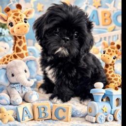 Kringle - Black male Shih Tzu puppy in Burlington, North Carolina from Nancy’s Lil’Shih Tzus