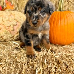 Teal - Harlequin female Beauceron puppy in Floyd’s Knobs, Indiana from Birdwing Beaucerons