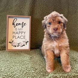 Chai - Sable female Aussiedoodle puppy in Ellenburg Center, New York from Kristin's Puppies
