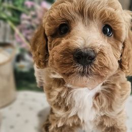 Aussiedoodles, Cavalier King Charles Spaniels, Cavapoos, and Poodles from Leerose Puppies