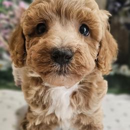 Aussiedoodles, Cavalier King Charles Spaniels, Cavapoos, and Poodles from Leerose Puppies