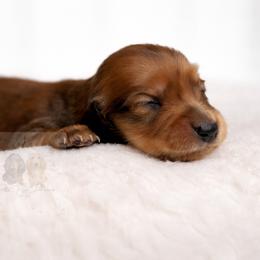 Sonny - Red male Dachshund puppy in Goodyear, Arizona from D&C Royal Dachshunds LLC