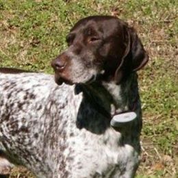 Tad - German Shorthaired Pointer
