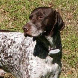 Tad - German Shorthaired Pointer