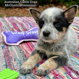 AKC Boy 4 Mississippi - Blue speckled male Australian Cattle Dog puppy in Mc Comb, Mississippi from McCall's Mississippi AKC Blue Heelers Australian Cattle Dogs