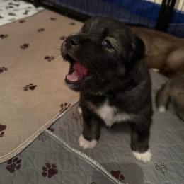 Cosmo - Black and white male Siberian Husky puppy in Upton, Massachusetts from Toe Bean Huskies