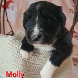 Molly - Black and white female Border Collie puppy in Watsontown, Pennsylvania from Kate Gresham