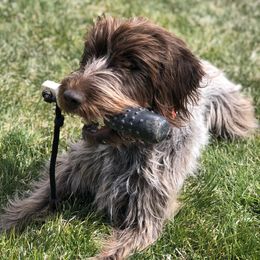 Stella - Wirehaired Pointing Griffon