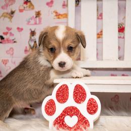Blue - Sable male Pembroke Welsh Corgi puppy in Dobson, North Carolina from Clover S Farm