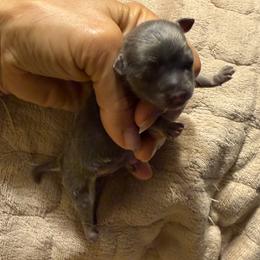 Blue male - Blue and tan male Chihuahua puppy in Summerfield, Florida from Uey’s Chihuahuas