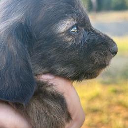 AKC SHADED RED or CREAM BRINDLE LONGHAIR - Brindle male Dachshund puppy in Anderson, California from Golden Paws Dachshunds