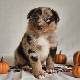 Ridge - Red merle male Australian Shepherd puppy in Mountain Grove, Missouri from K Bar H Farms