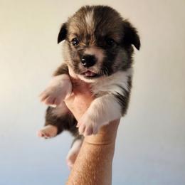 Sonny - Sable male Pembroke Welsh Corgi puppy in Montague, California from Shasta Valley Pembrokes