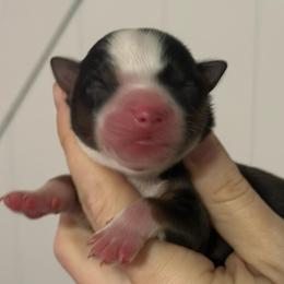 Lorena - Black tri female Miniature American Shepherd puppy in Valley Springs, California from Raindance Ranch