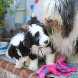 Bearded Collie Puppies from Bodacious Beardies