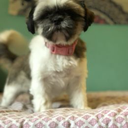 Shih Tzu puppies from Dempsey’s Darlings