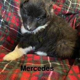 Shetland Sheepdog Puppies from MacGregor Shelties