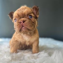Peaches - Fawn female French Bulldog puppy in Porter, Texas from Whatabulldog