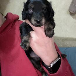Dachshund puppies from Bear Feet Dachshunds