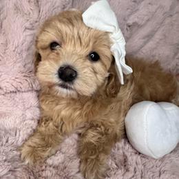 Blanche - Apricot female Maltipoo puppy in West Jordan, Utah from Mid Sized Maltipoos and More LLC