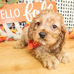 Sunny - Red male Cocker Spaniel puppy in Rattan, Oklahoma from Double M Cocker Spaniels