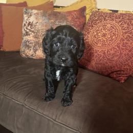 Janey - Yellow Collar Girl (the smallest) - Black and white female Cavapoo puppy in Tempe, Arizona from Springerdoodles Plus AZ