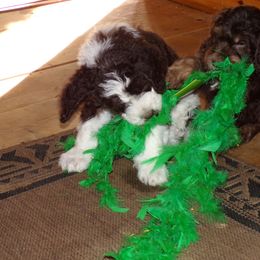 Aussiedoodle Puppies from Lotadoodle Farms