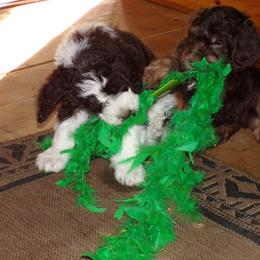 Aussiedoodle Puppies from Lotadoodle Farms