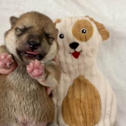 James - Red male Shiba Inu puppy in Milton, Florida from Moonlight Shibas