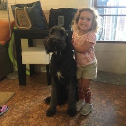 Goldendoodle All Grown Up from Simply Doodles LLC