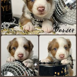 (8) Dancer, RMF - Red merle female Miniature American Shepherd puppy in Huntington, Texas from JKKJ Farms