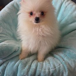 Snowie - White male Pomeranian puppy in Riverside, California from Marie's Sweetie Poms