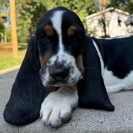 Ugene - Black tan and white Basset Hound puppy in Cleveland, Tennessee from Smokey Mtn Bassets