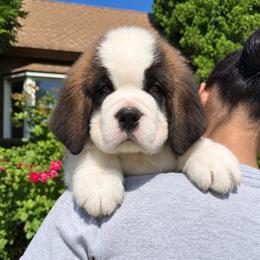 Maroon Collar - Brown and white male Saint Bernard puppy in New York from Johnson Farms