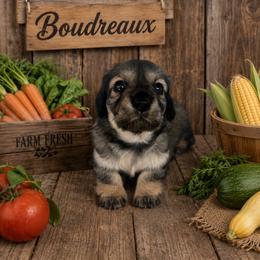 BOUDREAUX- CKC REGISTERED - Black and cream male Dachshund puppy in Sumner, Texas from CBL Doxies