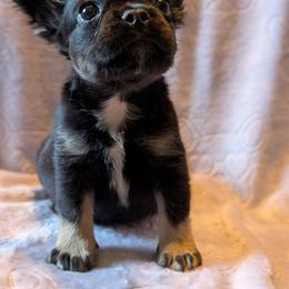 Presley - Black and tan male French Bulldog puppy in Battle Ground, Washington from Ferguson's Bulldogs