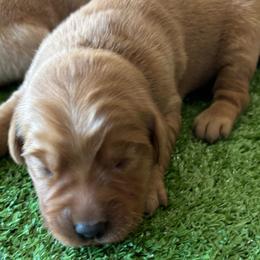 Female 5 - Golden female Golden Retriever puppy in Mesa, Arizona from Grand Canyon Goldens
