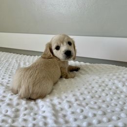 Benny - Cream male Dachshund puppy in Shelley, Idaho from Journey’s End Dachshunds