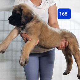 AKC PUP 168 - Fawn male Mastiff puppy in Ava, Missouri from Ozark Mountain Mastiffs