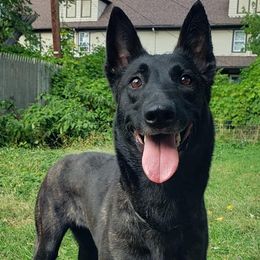 Hruza - Dutch Shepherd
